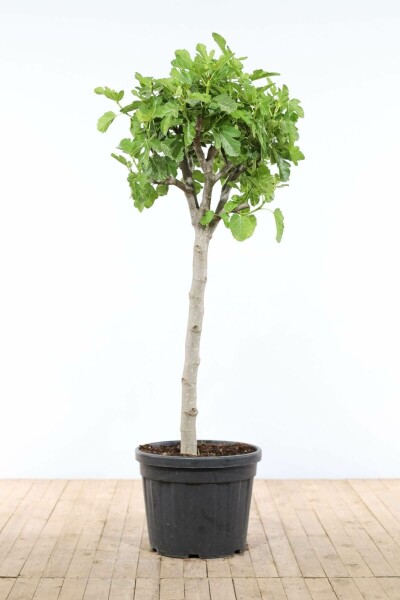 Figuier d'Europe Ficus carica Sur tige 50-60 175-200 Pot Figuier / Ficus Carica Sur tige/stipe/tronc 175-200 cm