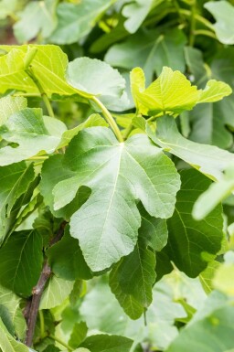 Figuier / Ficus Carica Sur tige/stipe/tronc 175-200 cm