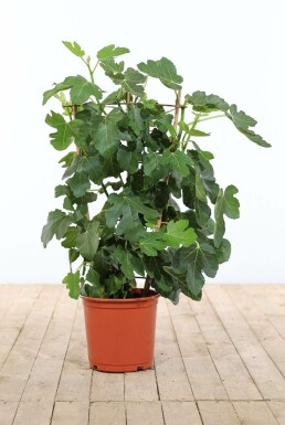 Figuier d'Europe Ficus carica Support 100-120 Pot Figuier / Ficus Carica Support 100-120 cm