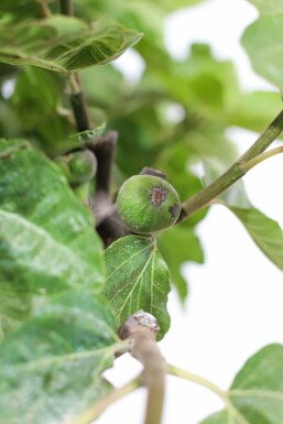 Figuier / Ficus Carica Bâton 60-80 cm