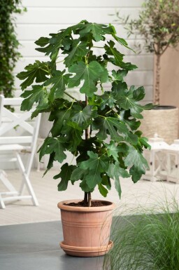 Figuier d'Europe Ficus carica Bâton 60-80 Pot Figuier / Ficus Carica Bâton 60-80 cm