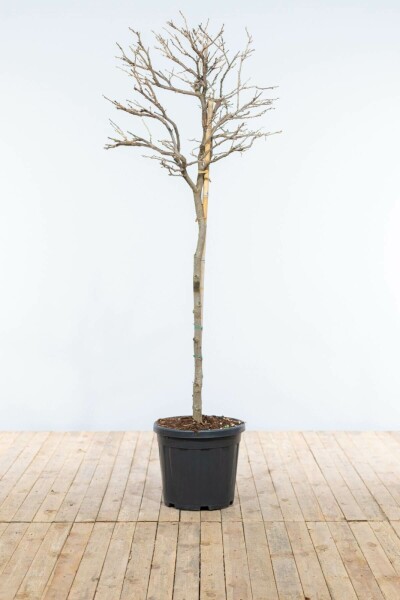 Glycine de Chine Wisteria sinensis Sur tige 120-140 Pot Glycine de Chine / Wisteria Sinensis Sur tige/stipe/tronc 120-140 cm