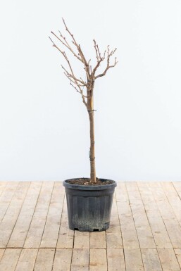 Glycine de Chine Wisteria sinensis Sur tige 40-60 Pot Glycine de Chine / Wisteria Sinensis Sur tige/stipe/tronc 40-60 cm