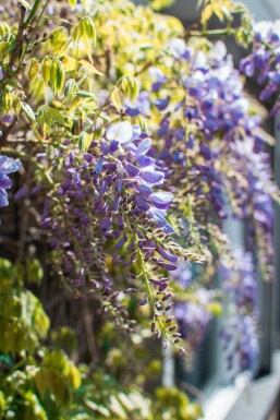 Glycine de Chine / Wisteria Sinensis Sur tige/stipe/tronc 40-60 cm