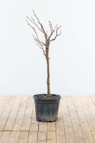 Glycine de Chine Wisteria sinensis Sur tige 80-100 Pot Glycine de Chine / Wisteria Sinensis Sur tige/stipe/tronc 80-100 cm