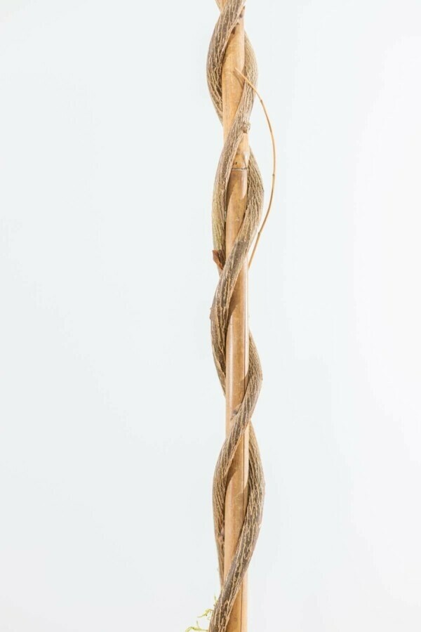 Glycine de Chine Wisteria sinensis Bâton 175-200 Pot Glycine de Chine / Wisteria Sinensis Bâton 175-200 cm