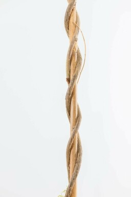 Glycine de Chine Wisteria sinensis Bâton 40-60 Pot Glycine de Chine / Wisteria Sinensis Bâton 40-60 cm