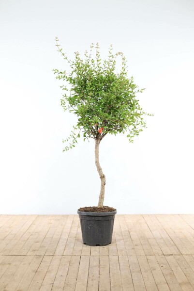 Grenadier / Punica Granatum Sur tige/stipe/tronc 125-150 cm