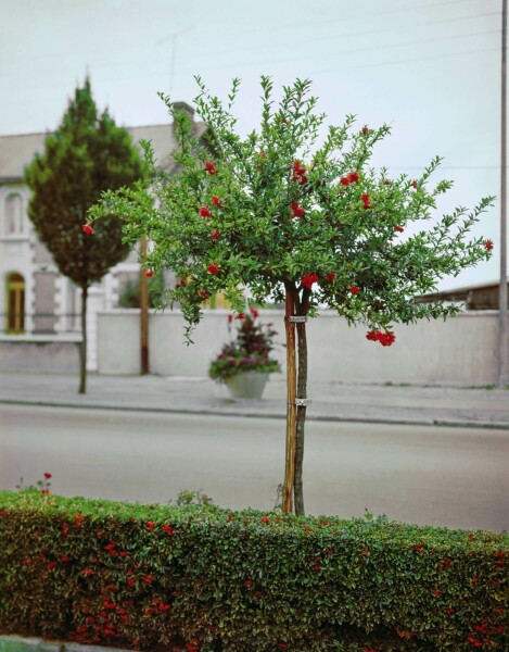 Grenadier / Punica Granatum Sur tige/stipe/tronc 125-150 cm