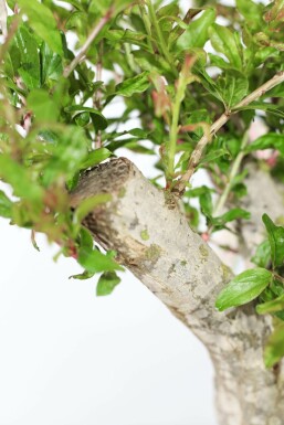 Grenadier / Punica Granatum Sur tige/stipe/tronc 125-150 cm