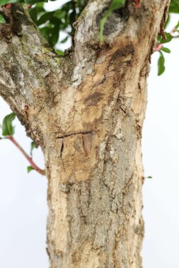 Grenadier / Punica Granatum Sur tige/stipe/tronc 125-150 cm