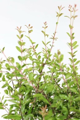 Grenadier / Punica Granatum Sur tige/stipe/tronc 125-150 cm