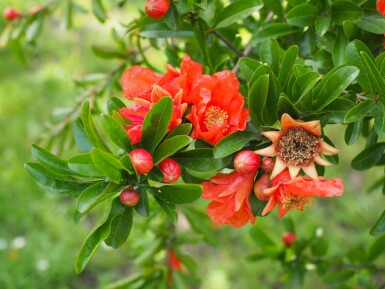 Grenadier / Punica Granatum Sur tige/stipe/tronc 150-175 cm