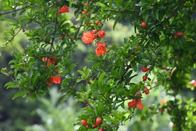 Grenadier / Punica Granatum Sur tige/stipe/tronc 175-200 cm