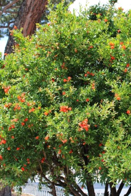 Grenadier / Punica Granatum Sur tige/stipe/tronc 200-225 cm