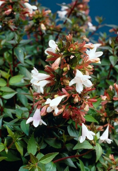 Abelia × grandiflora C10 40-50