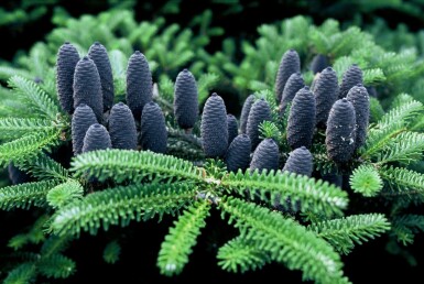 Abies koreana C12 100-125