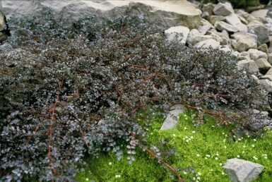 Acaena Acaena 'Blue Haze' 5-10 Pot 9x9 cm (P9)