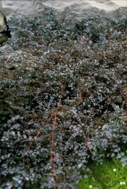 Acaena Acaena 'Blue Haze' 5-10 Pot 9x9 cm (P9)