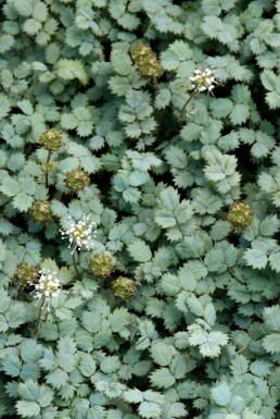 Acaena Acaena buchananii 5-10 Pot 9x9 cm (P9) Acaena buchananii