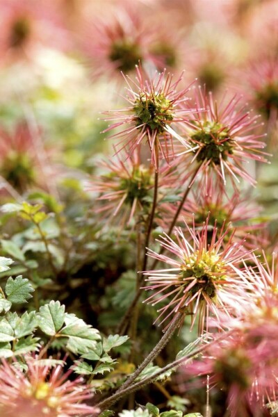 Acaena Acaena magellanica 5-10 Pot 9x9 cm (P9) Acaena magellanica