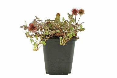 Lampourde à petites feuilles Acaena microphylla 'Kupferteppich' 5-10 Pot 9x9 cm (P9) Acaena microphylla 'Kupferteppich'