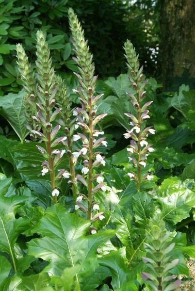 Acanthe à feuilles molles Acanthus mollis 5-10 Pot 9x9 cm (P9) Acanthus mollis