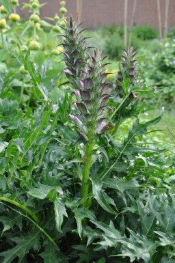 Acanthe épineuse Acanthus spinosus 5-10 Pot 9x9 cm (P9)