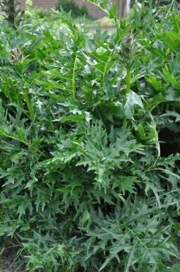 Acanthe épineuse Acanthus spinosus 5-10 Pot 9x9 cm (P9)