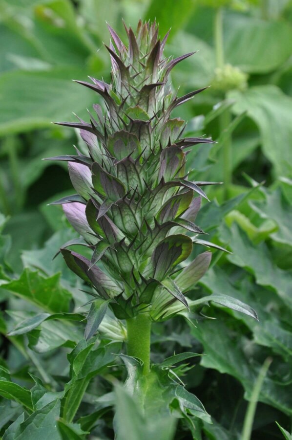 Acanthe épineuse Acanthus spinosus 5-10 Pot 9x9 cm (P9) Acanthus spinosus