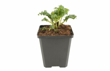 Acanthe épineuse Acanthus spinosus 5-10 Pot 9x9 cm (P9) Acanthus spinosus