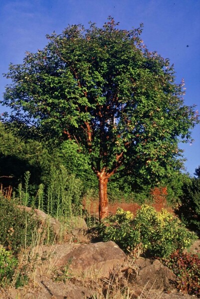 Acer griseum C12 100-125