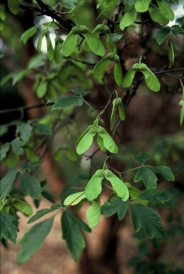 Acer griseum C12 100-125