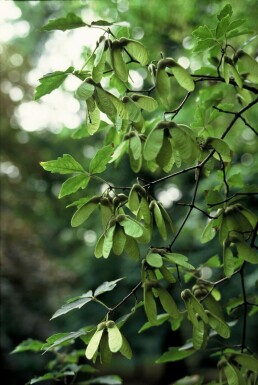 Acer griseum C12 100-125