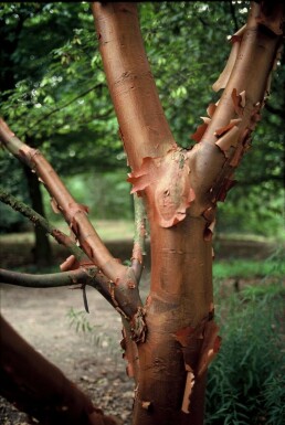 Acer griseum C12 100-125