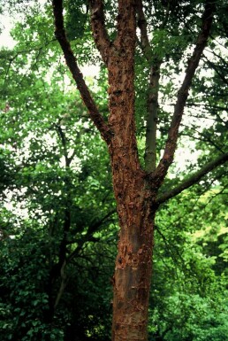 Acer griseum C12 100-125