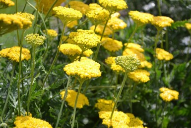 Achillée filipendule Achillea filipendulina 'Cloth of Gold' 5-10 Pot 9x9 cm (P9)