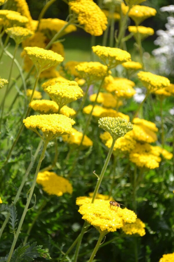 Achillée filipendule Achillea filipendulina 'Cloth of Gold' 5-10 Pot 9x9 cm (P9) Achillea filipendulina 'Cloth of Gold'