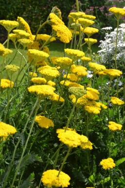 Achillée filipendule Achillea filipendulina 'Cloth of Gold' 5-10 Pot 9x9 cm (P9)