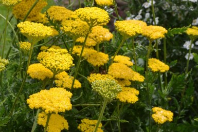 Achillée filipendule Achillea filipendulina 'Cloth of Gold' 5-10 Pot 9x9 cm (P9)