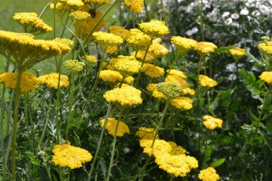 Achillée filipendule Achillea filipendulina 'Cloth of Gold' 5-10 Pot 9x9 cm (P9) Achillea filipendulina 'Cloth of Gold'