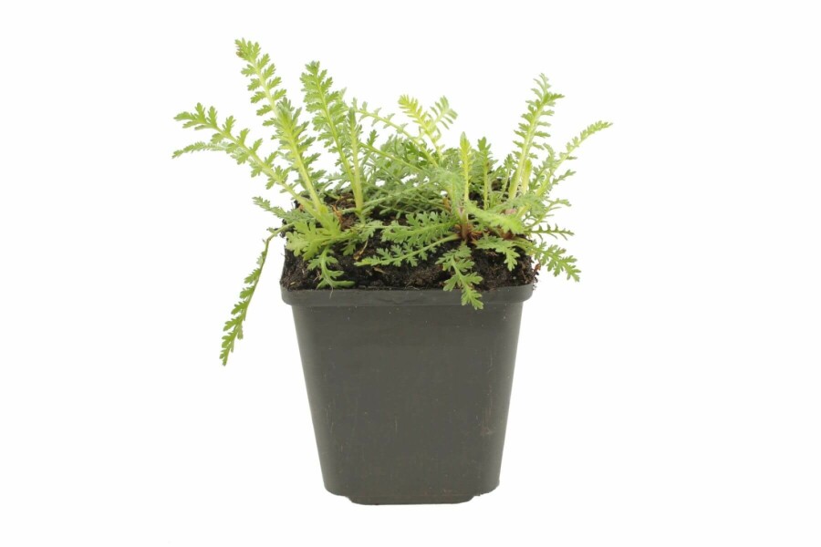 Achillée filipendule Achillea filipendulina 'Cloth of Gold' 5-10 Pot 9x9 cm (P9) Achillea filipendulina 'Cloth of Gold'