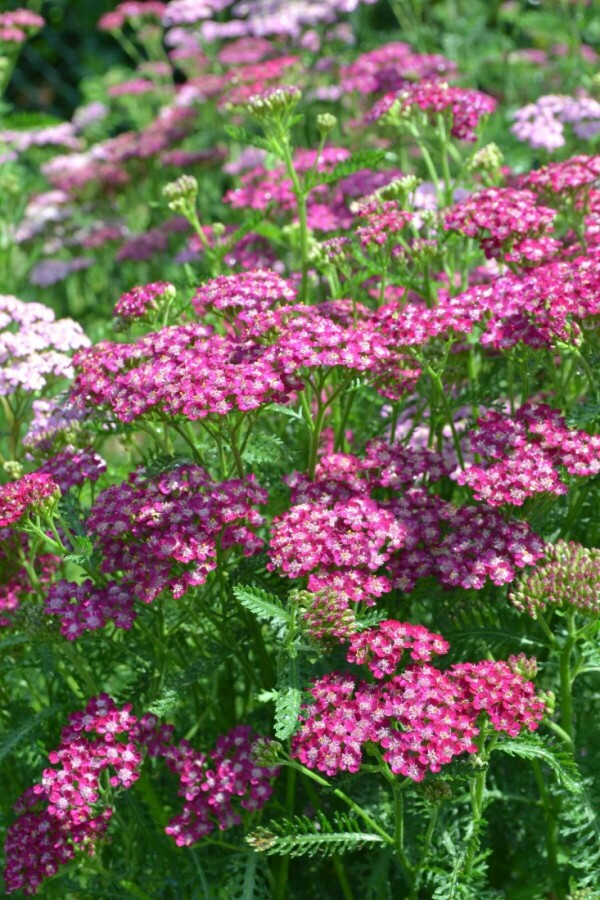 Achillée millefeuille Achillea millefolium 'Cerise Queen' 5-10 Pot 9x9 cm (P9) Achillea millefolium 'Cerise Queen'
