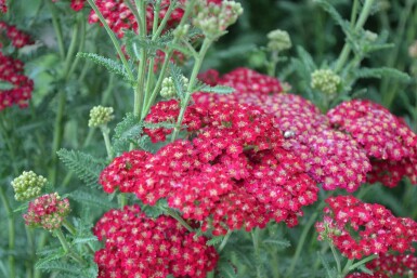 Achillée millefeuille Achillea millefolium 'Red Velvet' 5-10 Pot 9x9 cm (P9) Achillea millefolium 'Red Velvet'