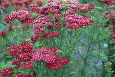 Achillée millefeuille Achillea millefolium 'Red Velvet' 5-10 Pot 9x9 cm (P9) Achillea millefolium 'Red Velvet'