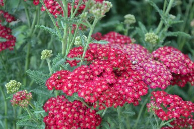 Achillée millefeuille Achillea millefolium 'Red Velvet' 5-10 Pot 9x9 cm (P9) Achillea millefolium 'Red Velvet'