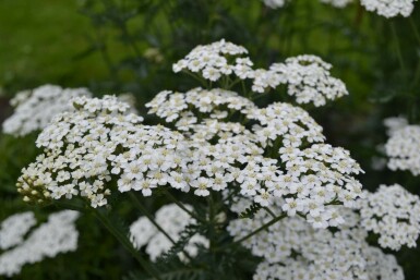 Achillée millefeuille Achillea millefolium 'Schneetaler' 5-10 Pot 9x9 cm (P9) Achillea millefolium 'Schneetaler'
