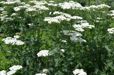 Achillée millefeuille Achillea millefolium 'Schneetaler' 5-10 Pot 9x9 cm (P9) Achillea millefolium 'Schneetaler'