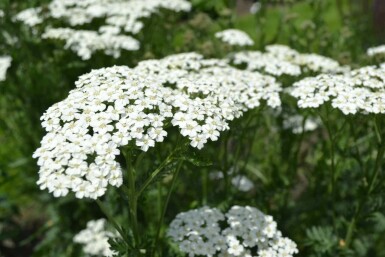 Achillée millefeuille Achillea millefolium 'Schneetaler' 5-10 Pot 9x9 cm (P9) Achillea millefolium 'Schneetaler'