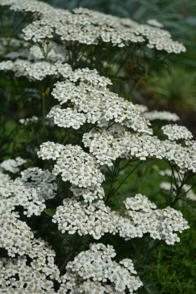 Achillée millefeuille Achillea millefolium 'Schneetaler' 5-10 Pot 9x9 cm (P9) Achillea millefolium 'Schneetaler'